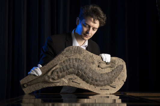 McTear's to auction 40 million year-old fossilised crocodile - The Memorabilia Club