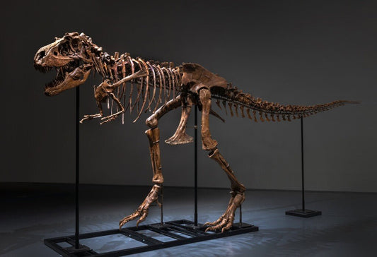 Megalodon teeth smash auction estimates at Sotheby's Natural History sale - The Memorabilia Club