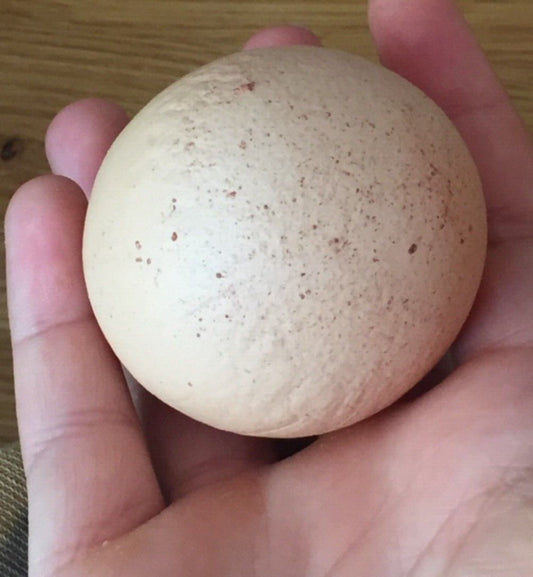 Perfectly round chicken egg for sale on eBay: A true one-in-a-billion opportunity - The Memorabilia Club