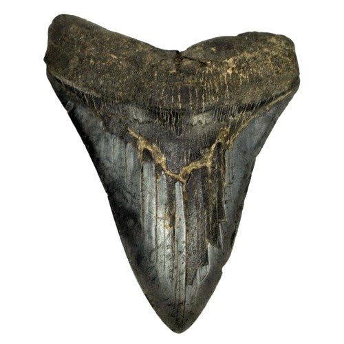 A fossilised megalodon tooth. Museum Quality example - The Memorabilia Club